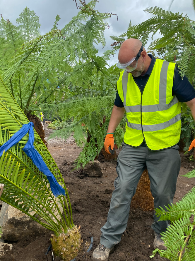 A person in a high-visibility vest and safety goggles stands among large ferns and cycads A person in a high-visibility vest and safety goggles stands among large ferns and cycads
