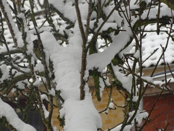 Snowfall on trees