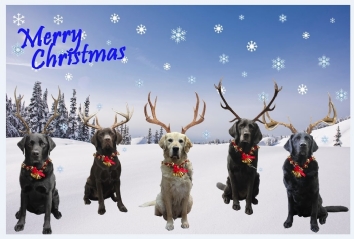 QAC Christmas Card design 2018